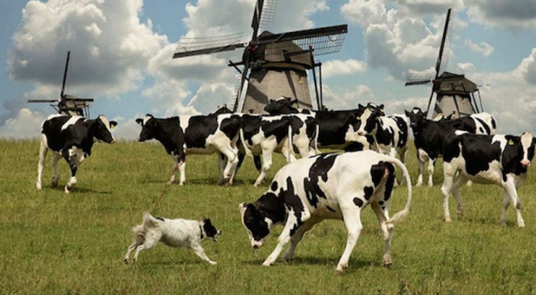 World’s Hardest-Working Dogs Captured In Spectacular Photographs By Andrew Fladeboe