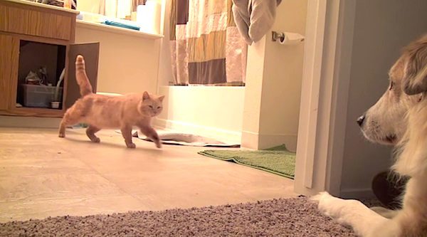 stray cat meets murkin