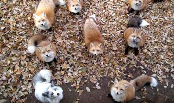 Zao Fox Village