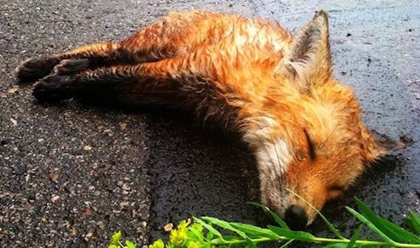 fox rescue