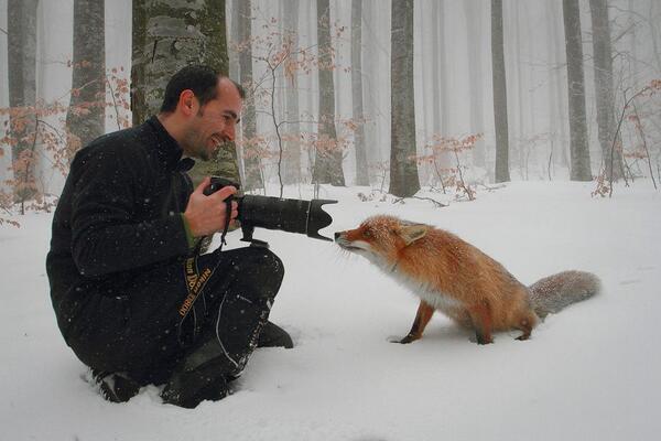 fox-village-2