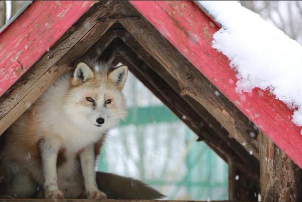 fox