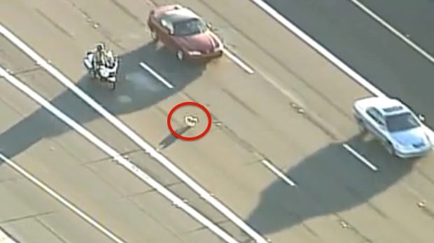 dog running on highway