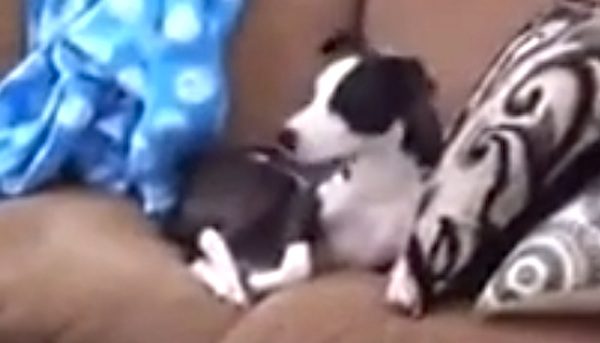 dog gimli surprised by owner