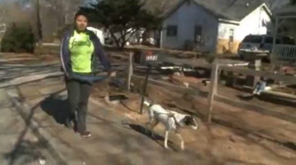 rat terrier saves girl from abduction