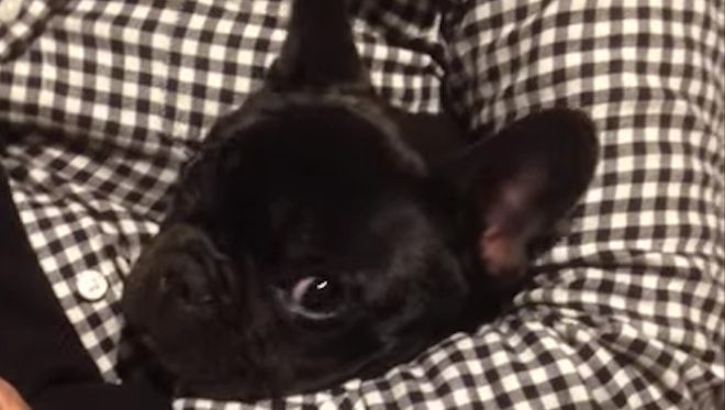 Cute French Bulldog Puppy Loves Her Favorite Cuddle Spot With Grandma
