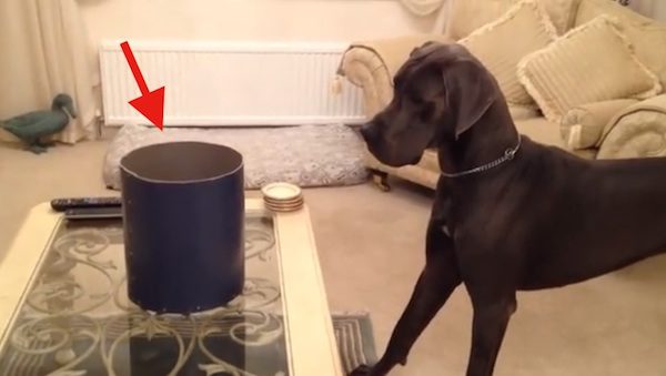great dane meets gosling