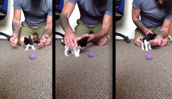hope the world's smallest dog
