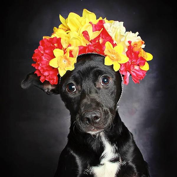 hs-utah-blackdog-3
