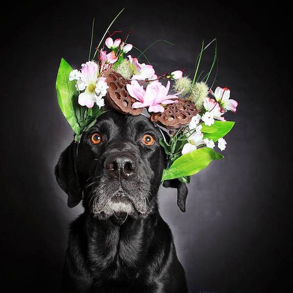 hs-utah-blackdog-5