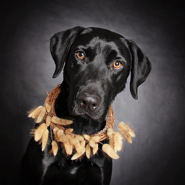 hs-utah-blackdog-7