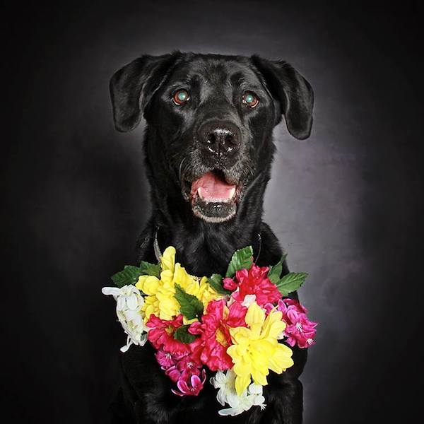 hs-utah-blackdog-8