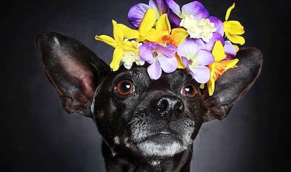 These Photos Of Black Dogs Adorned With Flowers Are Helping Them Get Adopted