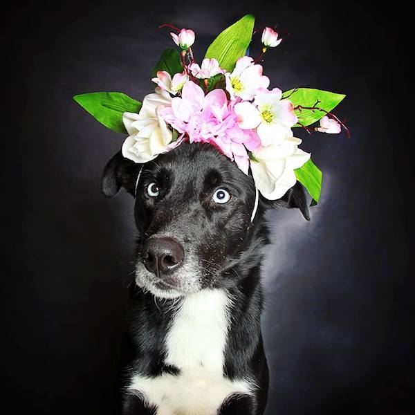 hs-utah-blackdog