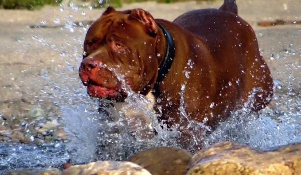 hulk the dog