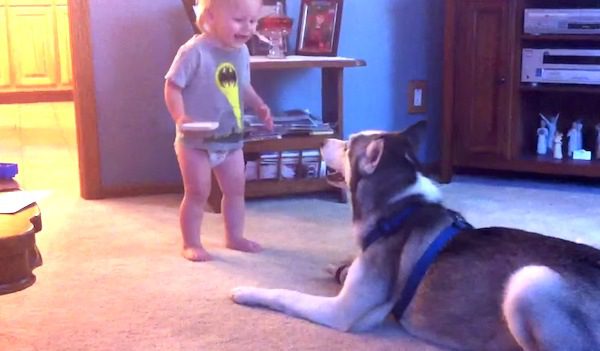 husky and toddler