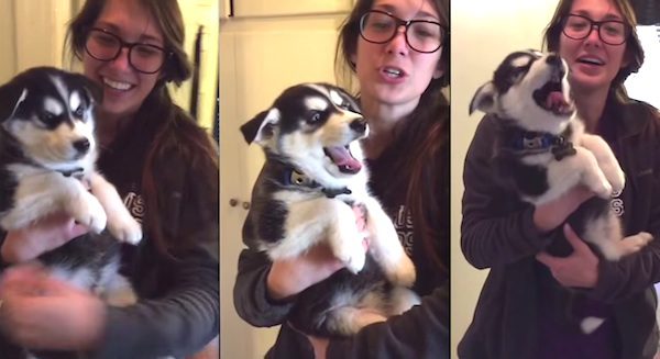 husky puppy howling