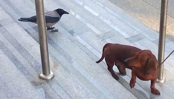 jackdaw vs dachshund
