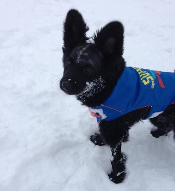 jameson-in-snow