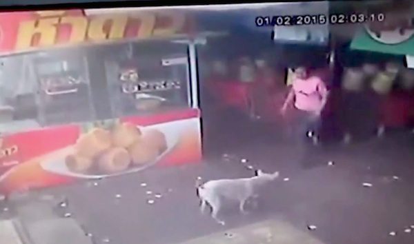 man tries to kick dog
