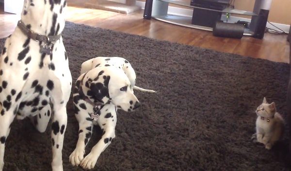 kitten and dalmatians