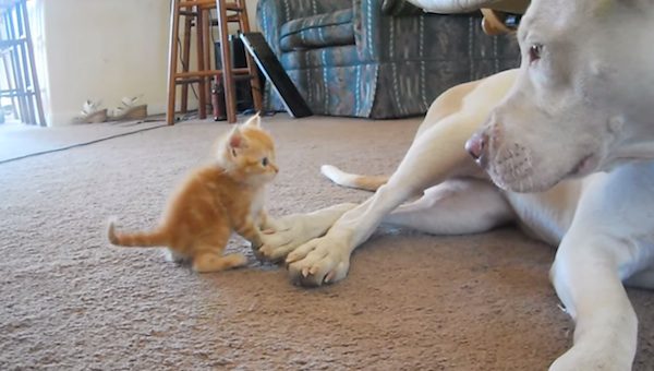 kitten meets pit bull