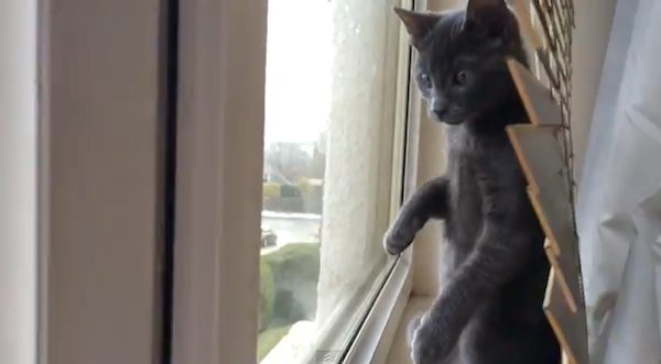kitten sees snow