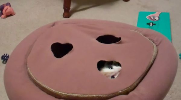 kitten whack-o-mole