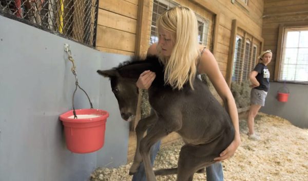 Compassionate Woman Helps Save Foals That Were Bred To Die