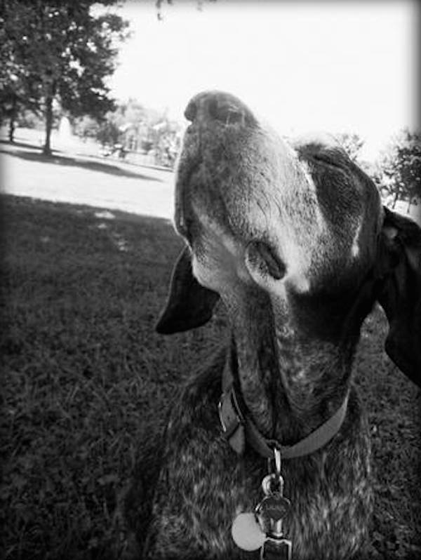 a dog named Laurel