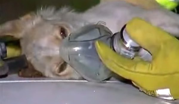 Heroic Dog Refuses To Leave Burning Home For One Incredible Reason