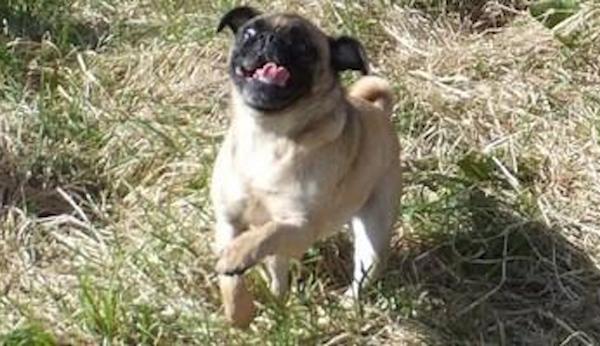 loca the pug