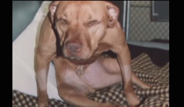 Devoted Dog Owner Tends To His Paraplegic Dog