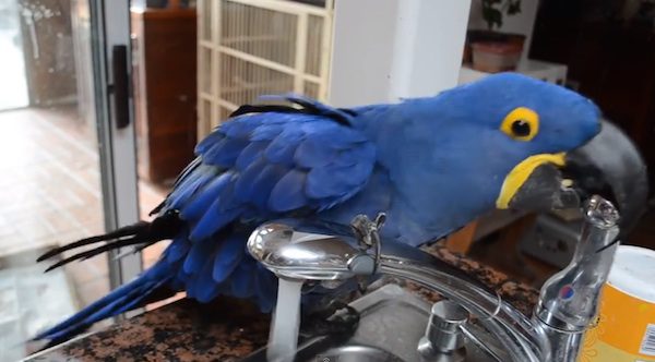 macaw bathing in sink