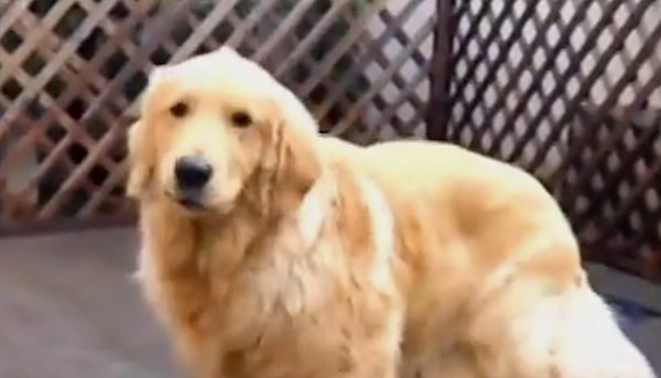 dog does magic trick