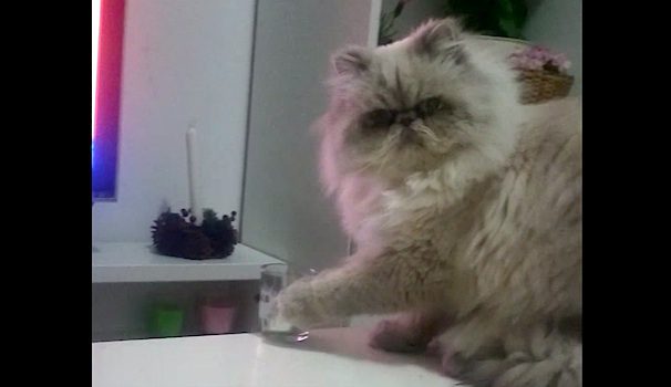 mean kitty