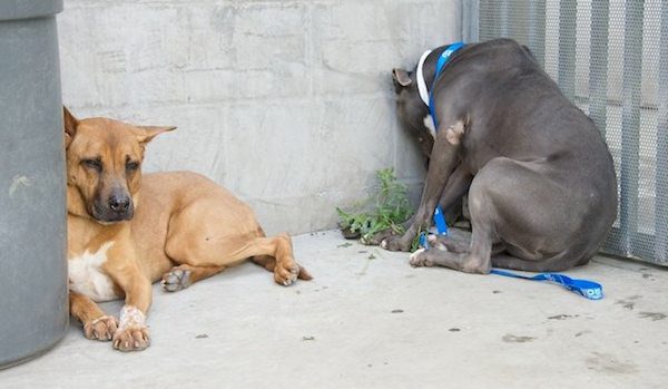 depressed dog at animal shelter