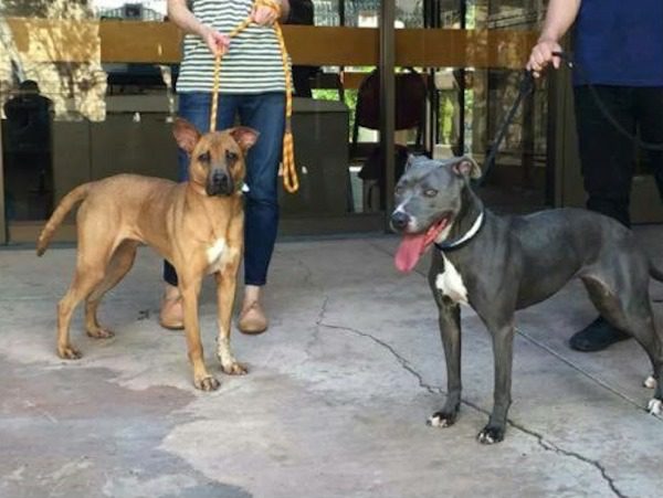 miley-marley-rescued