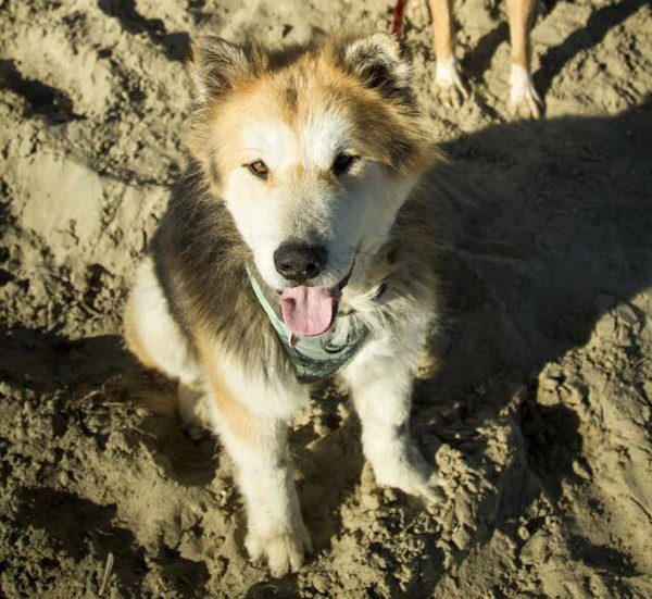 mufasa-after-rescue