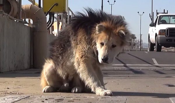 Mufasa homeless dog rescued