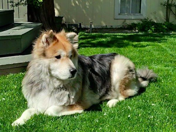 mufasa-update