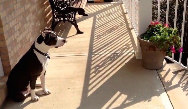 dog waits for school bus