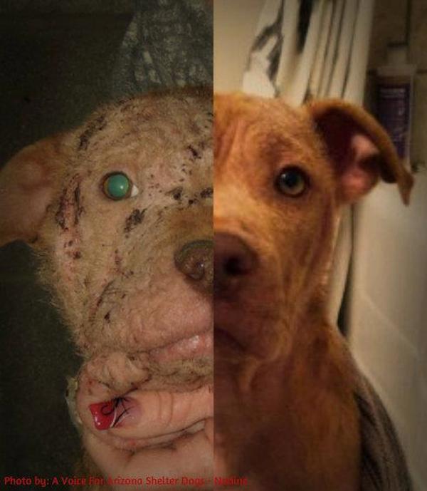 peanut-before-after2