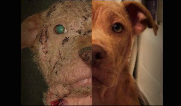Sick Puppy Didn’t Have Much Hope Of Surviving Until One Man Saw Her Photo And Took Action