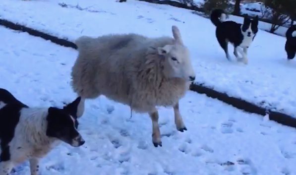 pet sheep thinks she's a dog