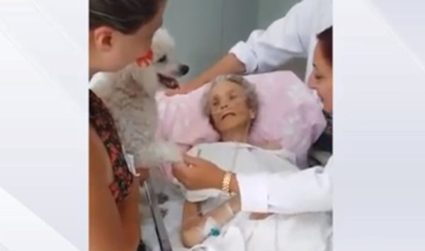 hospital brings dog to say goodbye to terminal patient