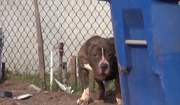 stray Pit bull Buddha