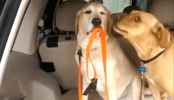 dog helps dog in car