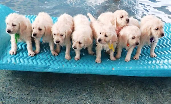 Puppies Get Their First Swimming Lesson And It’s Adorable