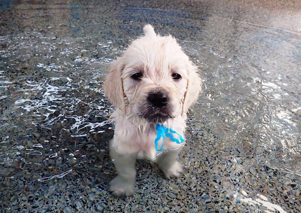 puppies-go-for-swim-2